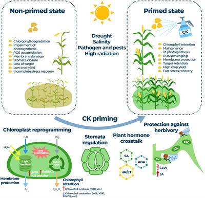 Plant hormone cytokinin at the crossroads of stress priming and control of photosynthesis